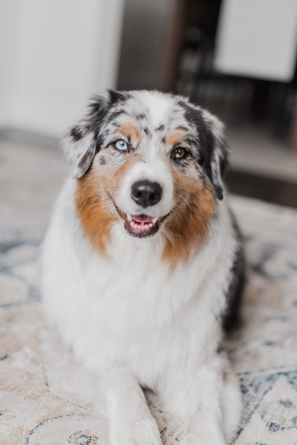 interior designer lifestyle photography kitchener